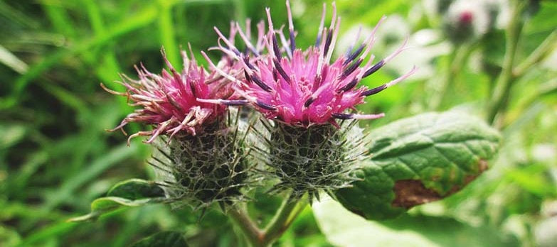 Greater Burdock | Arctium Lappa | 50+ seeds | Useful Herb