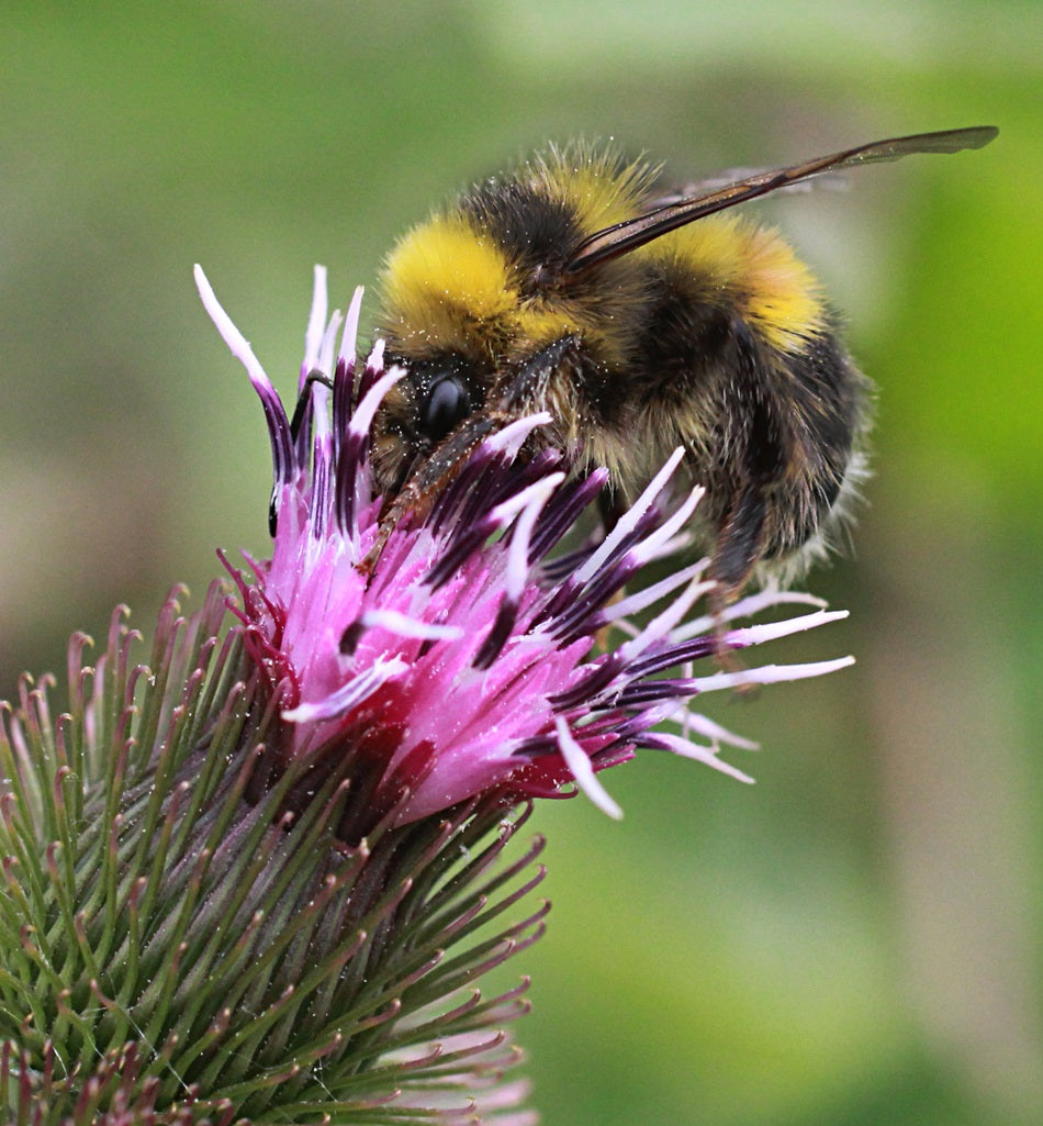 Greater Burdock | Arctium Lappa | 50+ seeds | Useful Herb