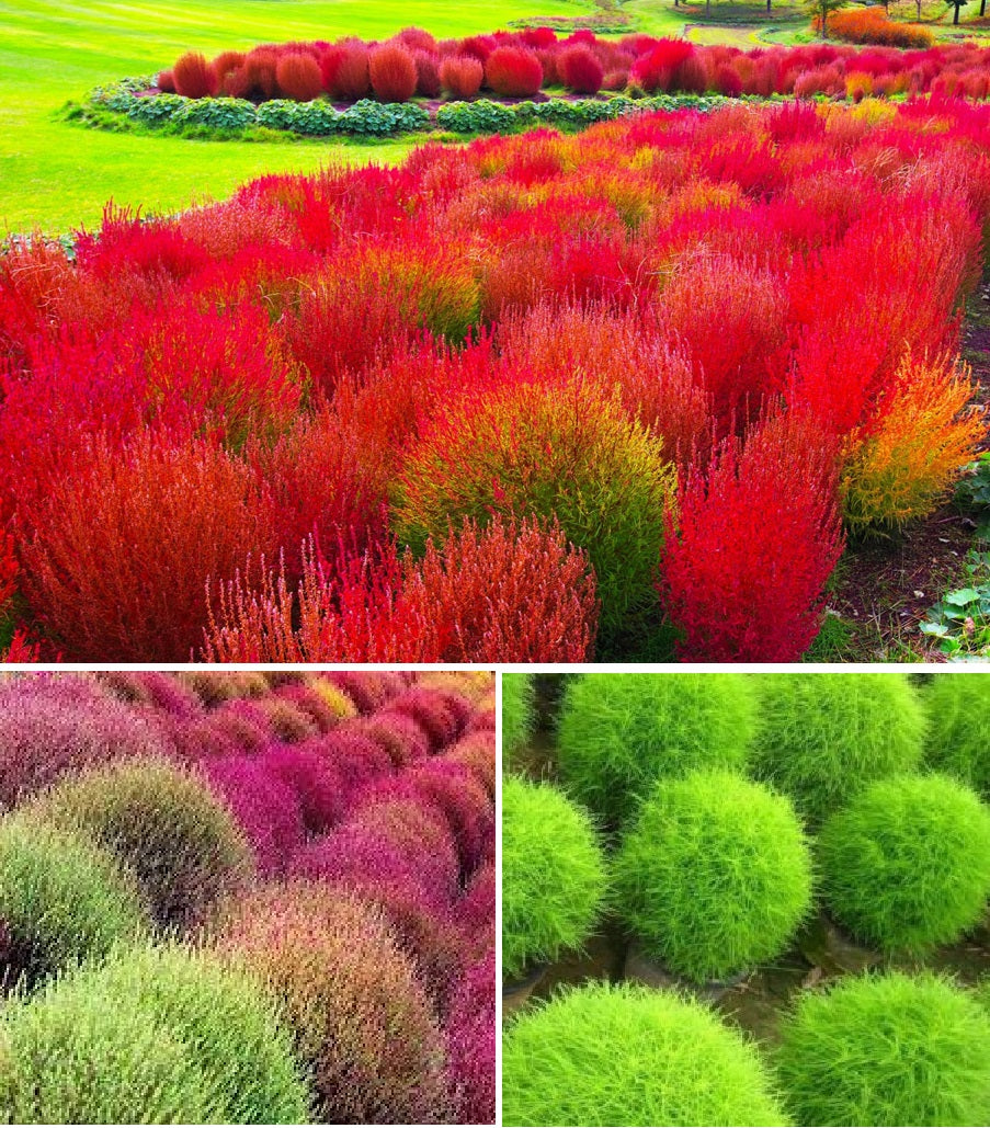 planting burning bush seeds Burning Bush Shrub | Kochia Trichophylla |100+ Seeds