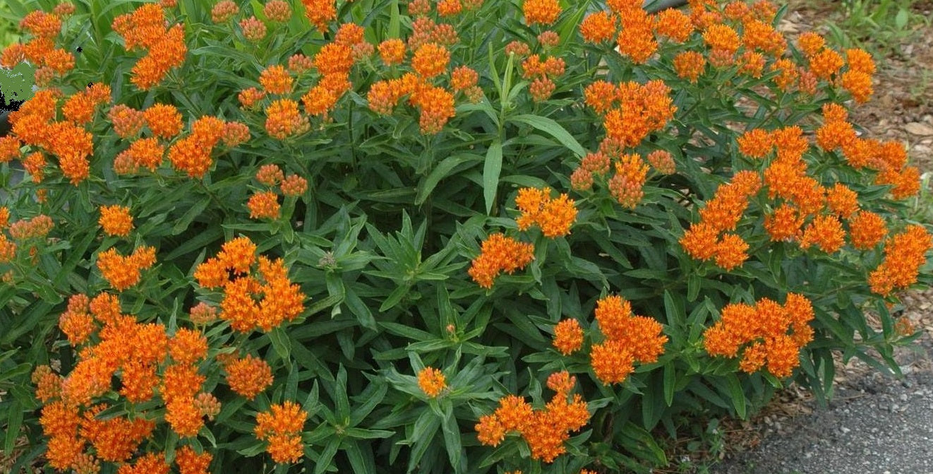 Butterfly Weed | Asclepias Tuberosa | 50+ Seeds | Attracts Pollenators