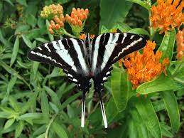 Butterfly Weed | Asclepias Tuberosa | 50+ Seeds | Attracts Pollenators