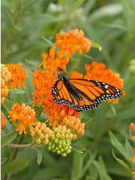 Butterfly Weed | Asclepias Tuberosa | 50+ Seeds | Attracts Pollenators