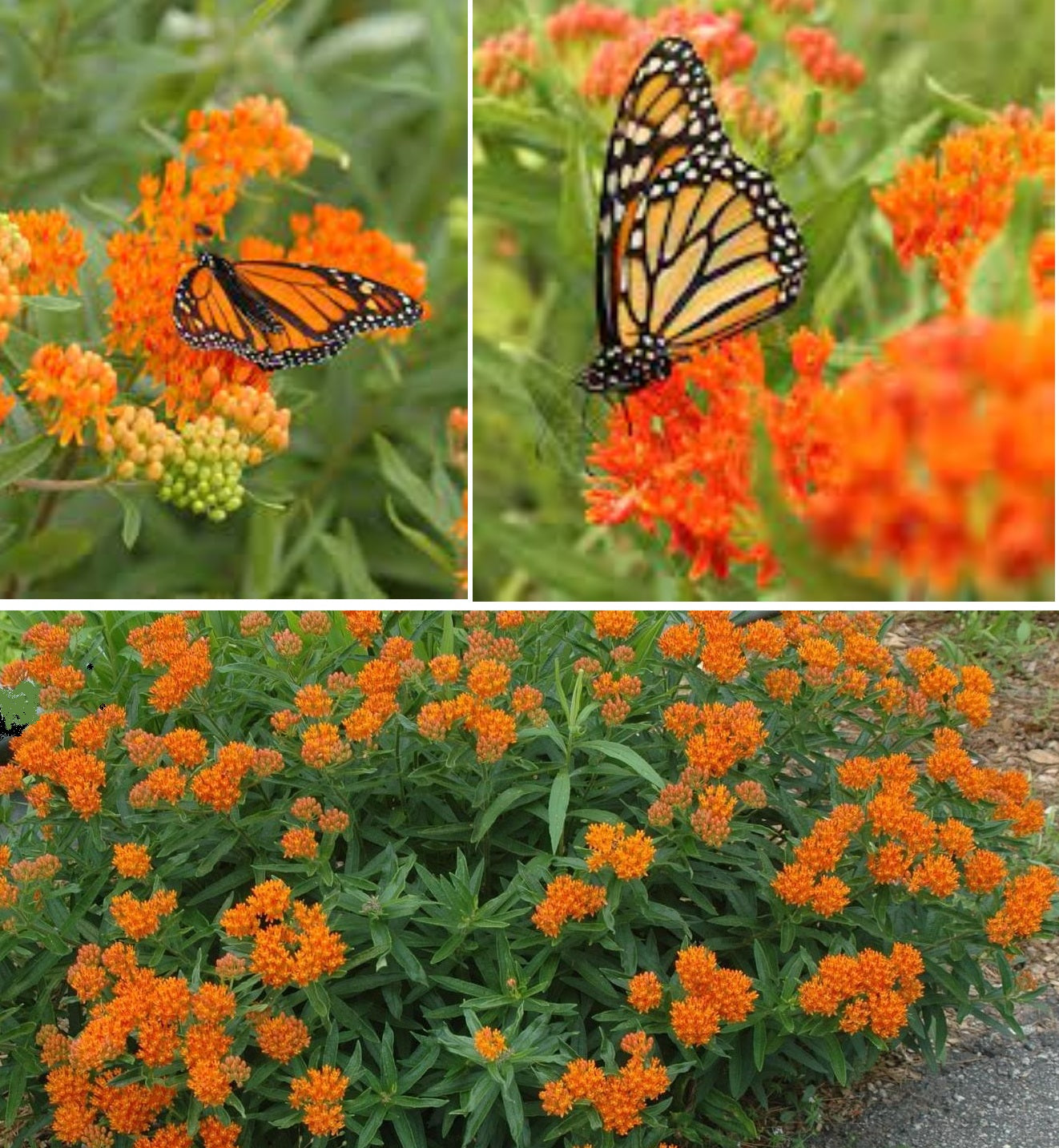 Butterfly Weed | Asclepias Tuberosa | 50+ Seeds | Attracts Pollenators