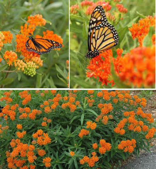 Butterfly Weed | Asclepias Tuberosa | 50+ Seeds | Attracts Pollenators