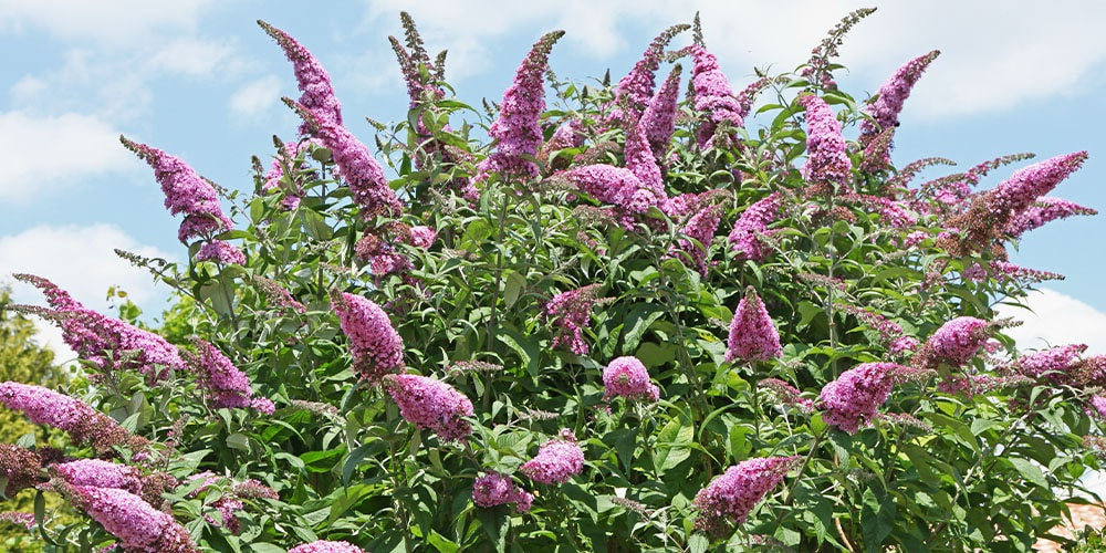 Butterfly Bush | Buddleia | 100+ seeds | Butterfly Magnet