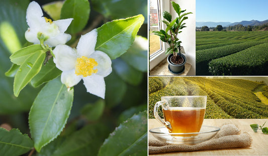 Camellia Sinensis "Darjeeling" | Grow Your Own Tea | 5 Seeds