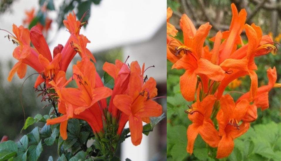 Cape Honeysuckle - Orange | Tecoma Capensis | 20+ seeds | Climber
