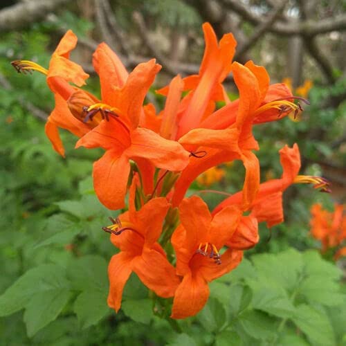 Cape Honeysuckle | Mixed Colours | Tecoma Capensis | 20+ seeds