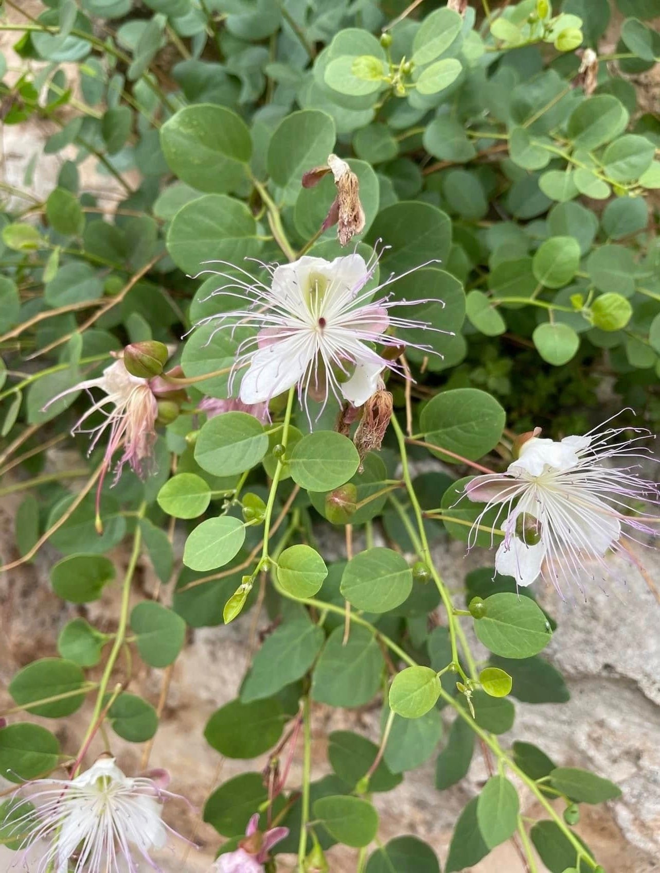 Caper seeds | 20+ | Flinders Rose | Capparis Spinosa | Perfect with fish
