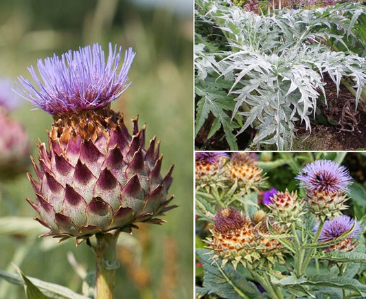 Cardoon | Cynara Cardunculus | 30+ seeds | Purple Thistle | Edible Herb