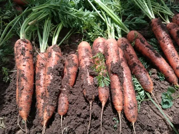 Carrot Seeds 2g | Early Nantes | 1600+ seeds | Early Sowing