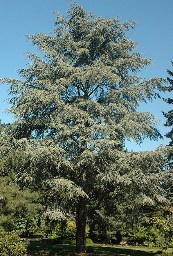 Blue Atlas Cedar | Cedrus Atlantica "Glauca" | 15+ seeds | Bonsai