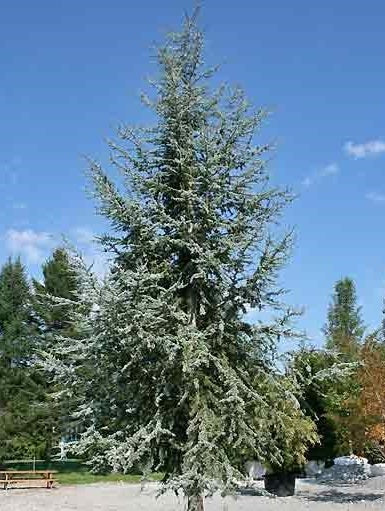 Blue Atlas Cedar | Cedrus Atlantica "Glauca" | 15+ seeds | Bonsai