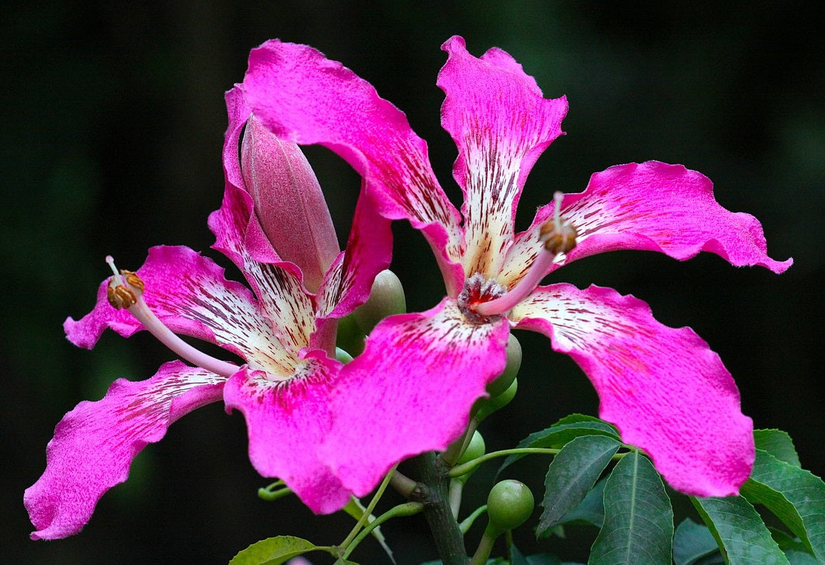 Ceiba Speciosa | Chorisia | 10 seeds | RARE | Silk Floss Tree
