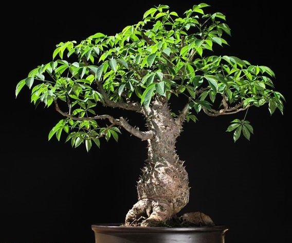 Ceiba Speciosa | Chorisia | 10 seeds | RARE | Silk Floss Tree