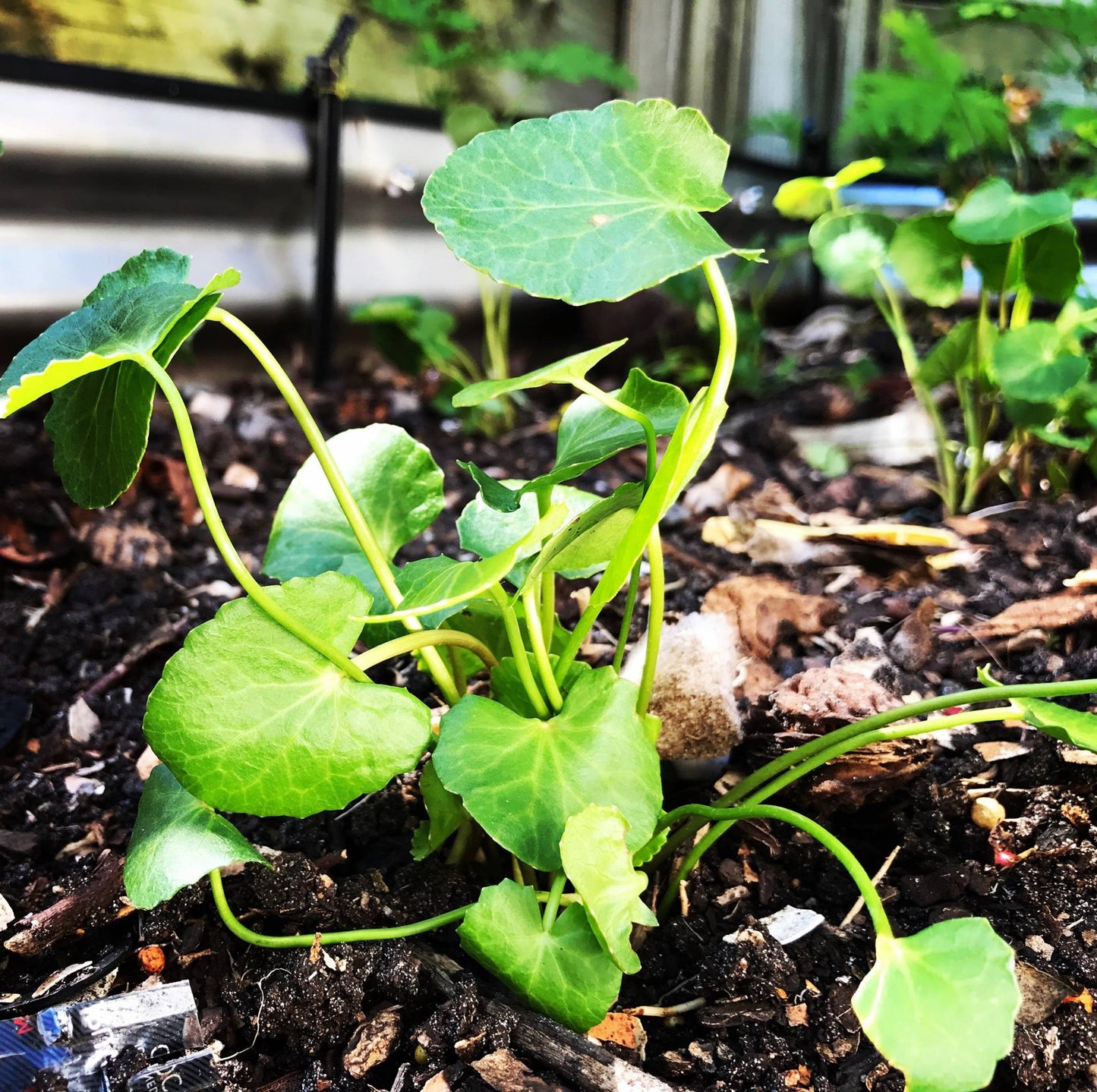 Gotu Kola | 100+ Seeds | Centella Asiatica | Bua Bok | Indian Pennywort