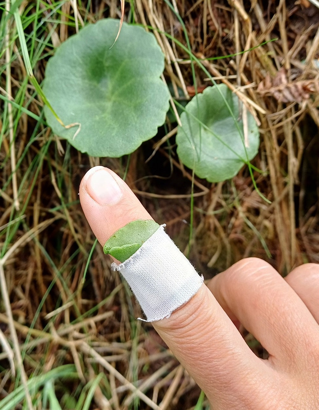 Gotu Kola | 100+ Seeds | Centella Asiatica | Bua Bok | Indian Pennywort