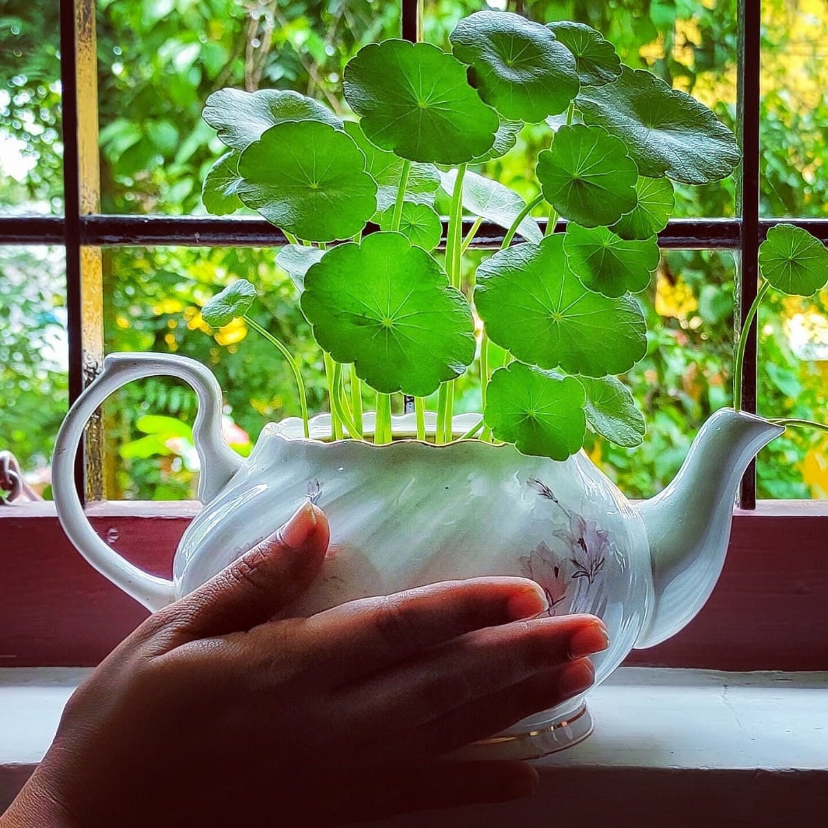 Gotu Kola | 100+ Seeds | Centella Asiatica | Bua Bok | Indian Pennywort