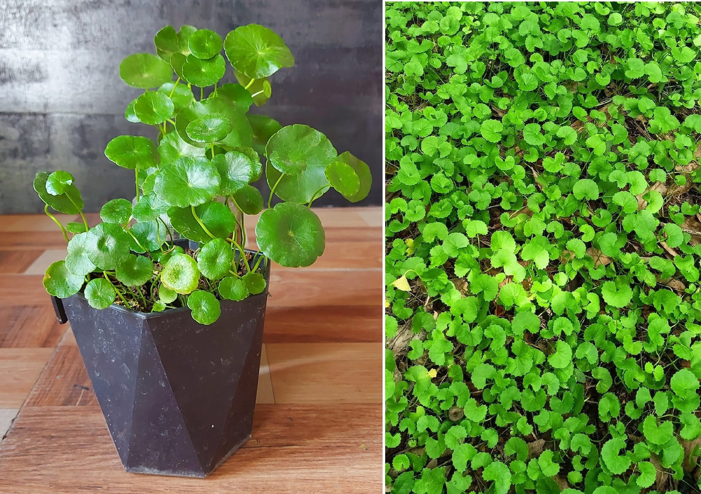 Gotu Kola | 100+ Seeds | Centella Asiatica | Bua Bok | Indian Pennywort