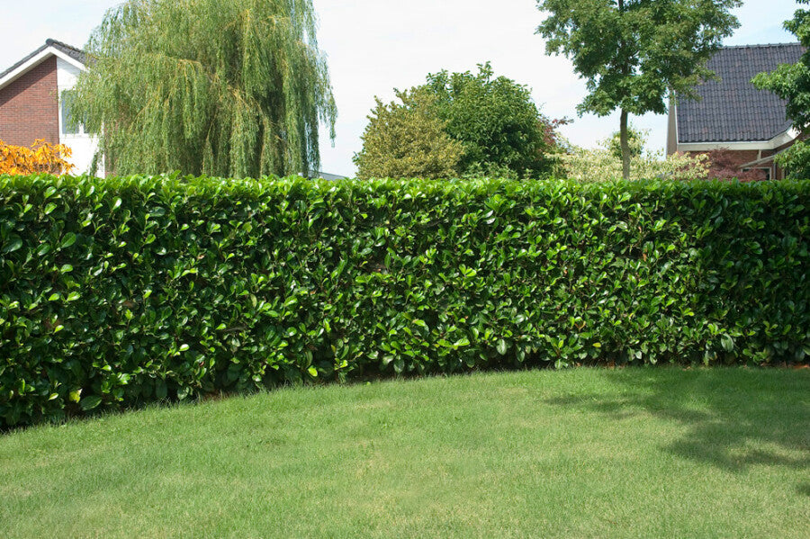 Cherry Laurel | 50+ seeds | Own 2025 harvest | Fast growing evergreen hedging