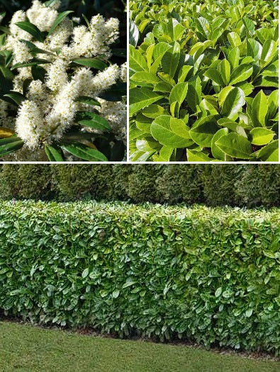 Cherry Laurel | Prunus Laurocerasus | Evergreen Hedging | 30+ seeds | Screening
