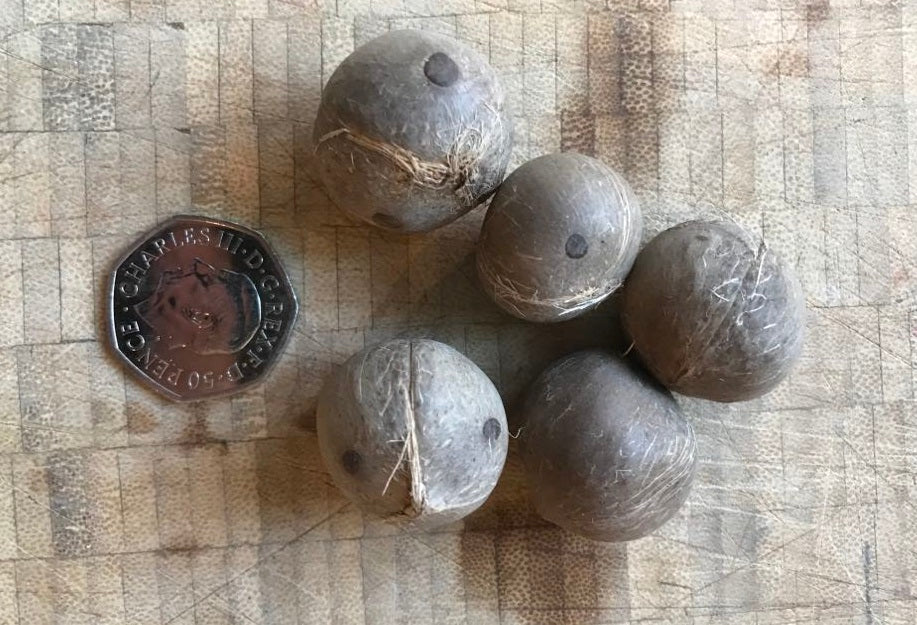 Chilean Wine Palm | Jubaea Chilensis | 5 seeds | Hardy
