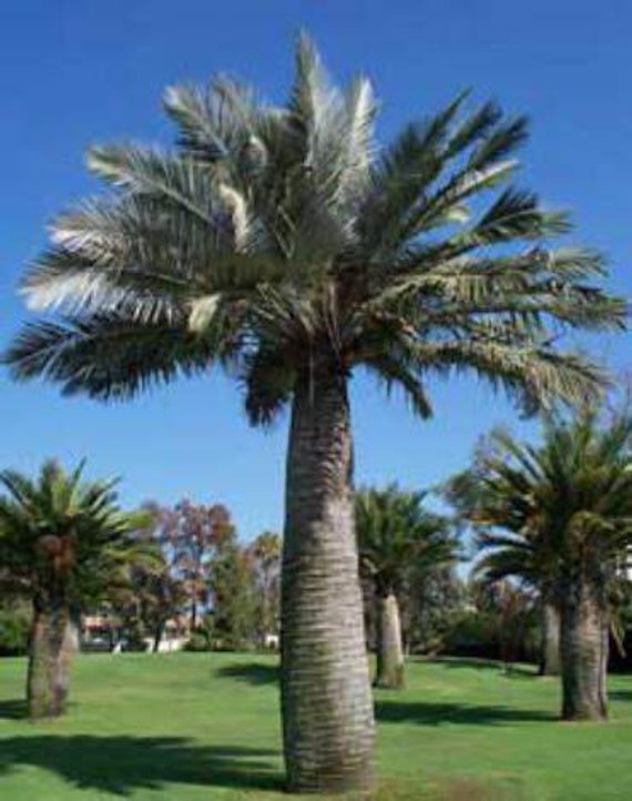 Chilean Wine Palm | Jubaea Chilensis | 5 seeds | Hardy