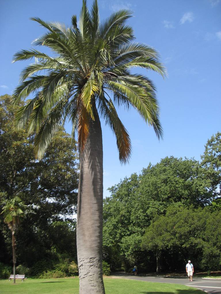 Chilean Wine Palm | Jubaea Chilensis | 5 seeds | Hardy