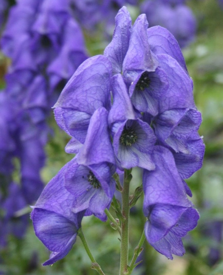 Chinese Wolfsbane | Aconitum Carmichaelii | 20+ seeds | Monk's Hood