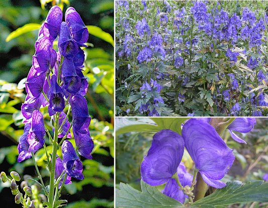 Chinese Wolfsbane | Aconitum Carmichaelii | 20+ seeds | Monk's Hood