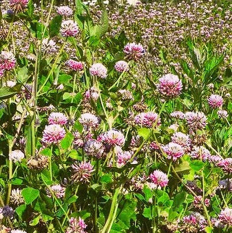 Clover Seed Mix | 4 colours | Green Manure