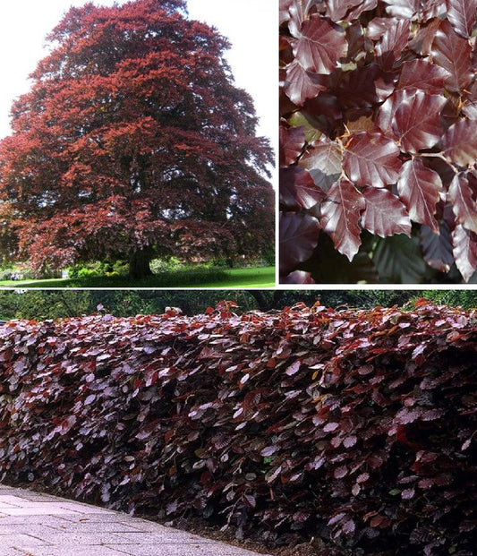 Copper Beech | Purple Beech | 5 seeds | Fagus Sylvatica Atropurpurea | Hedging