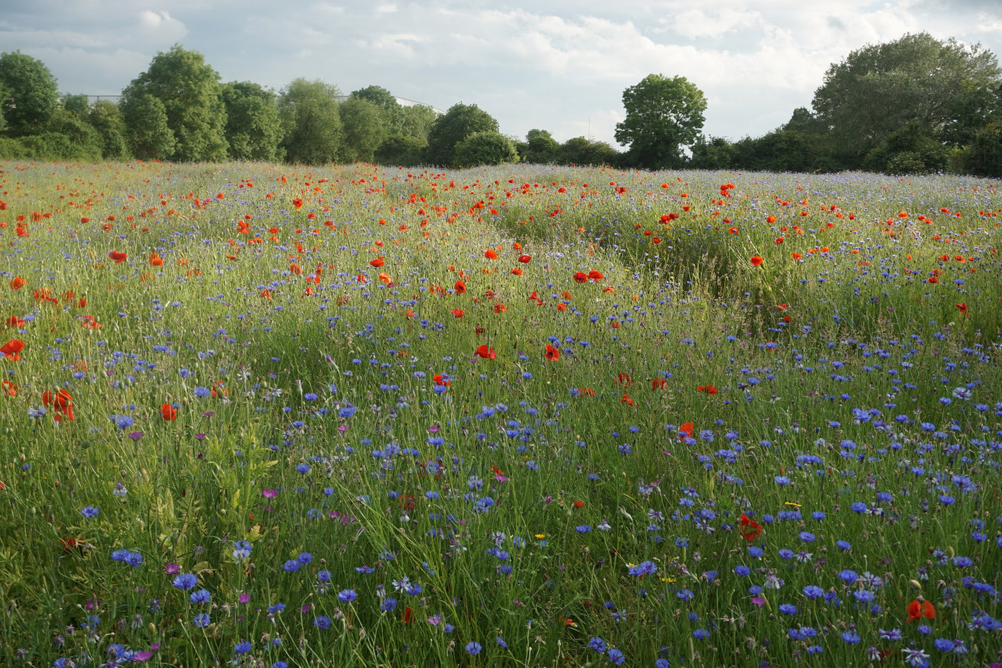 Blue Cornflower and Red Poppy Seeds Mix | Wildflower | Meadow | Pollenators