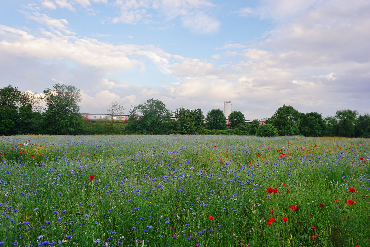 Blue Cornflower and Red Poppy Seeds Mix | Wildflower | Meadow | Pollenators