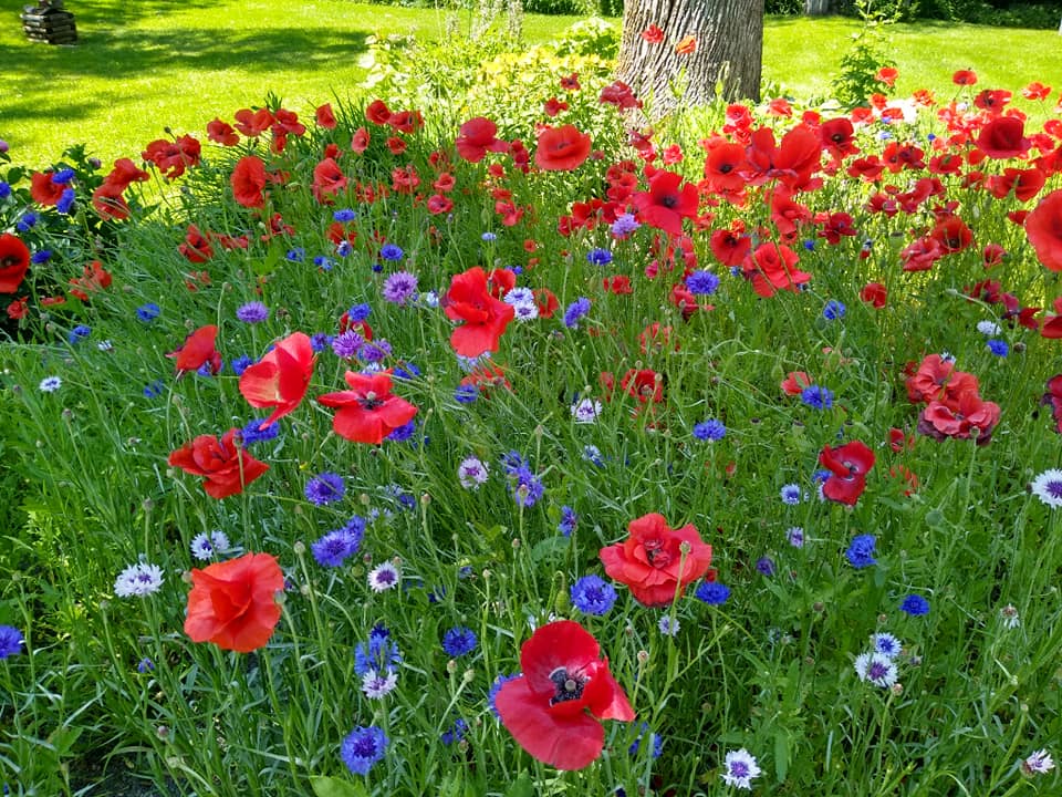 Blue Cornflower and Red Poppy Seeds Mix | Wildflower | Meadow | Pollenators