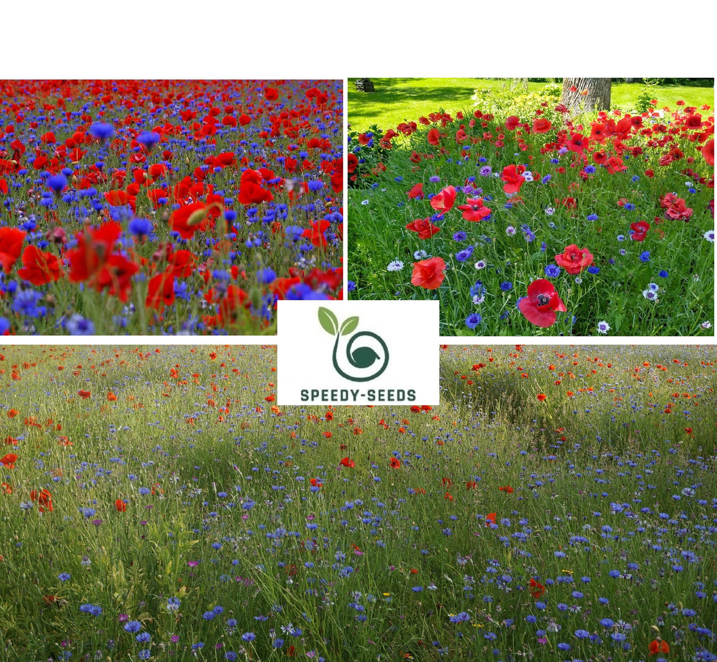 Blue Cornflower and Red Poppy Seeds Mix | Wildflower | Meadow | Pollenators