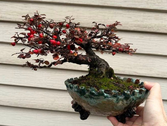 Cotoneaster Rockspray seeds | Bonsai | Hedging | Birds