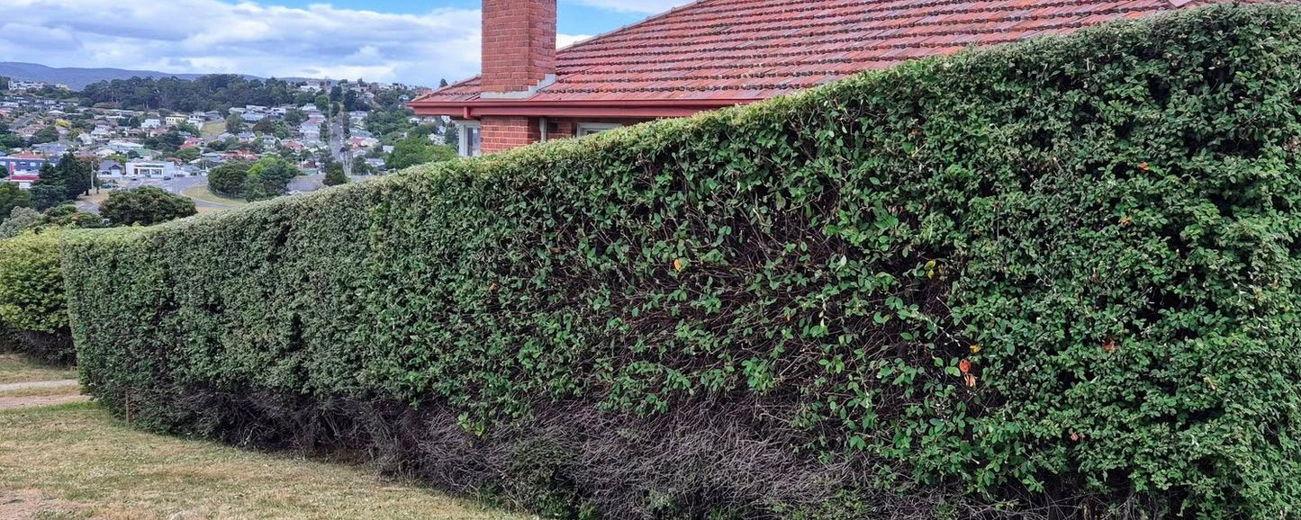 Cotoneaster Rockspray seeds | Bonsai | Hedging | Birds