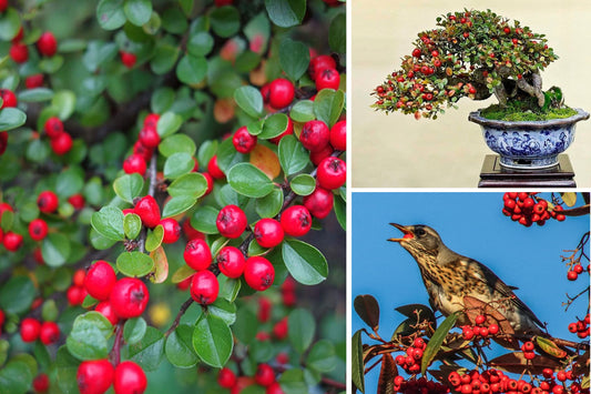 Cotoneaster Rockspray seeds | Bonsai | Hedging | Birds