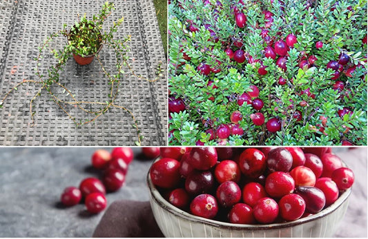 American Cranberry | Vaccinium Macrocarpon | 30+ seeds | Fully Hardy Superfruit