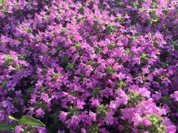 Purple Creeping Thyme | 900+ Seeds | Herb | Indoor & Outdoor
