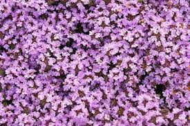 Purple Creeping Thyme | 900+ Seeds | Herb | Indoor & Outdoor