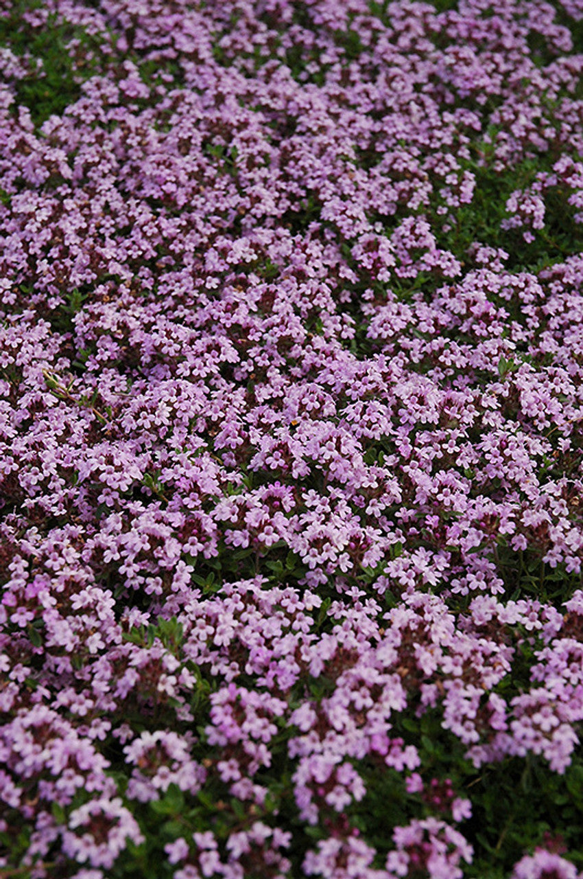 Purple Creeping Thyme | 900+ Seeds | Herb | Indoor & Outdoor