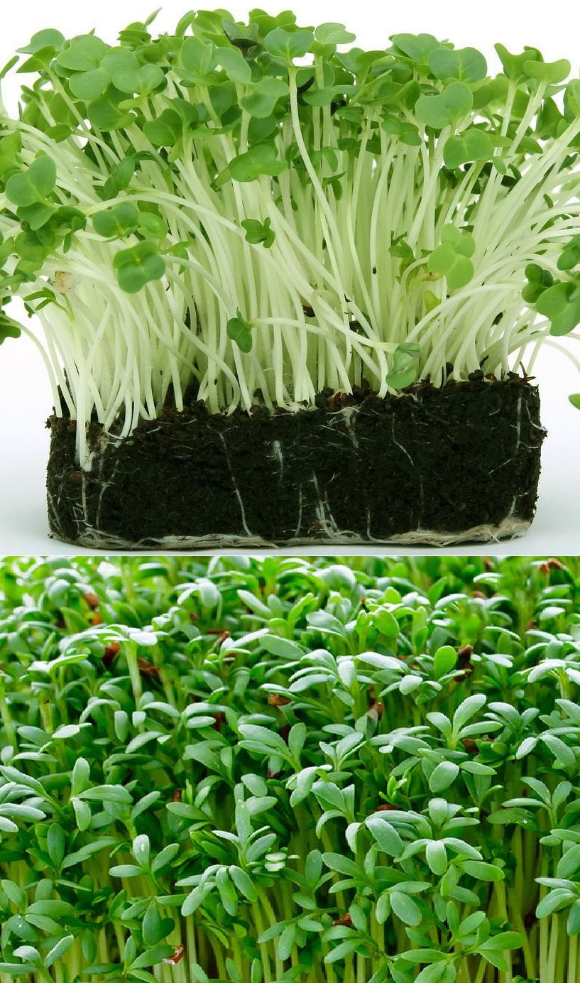 Organic Cress seeds for Sprouts
