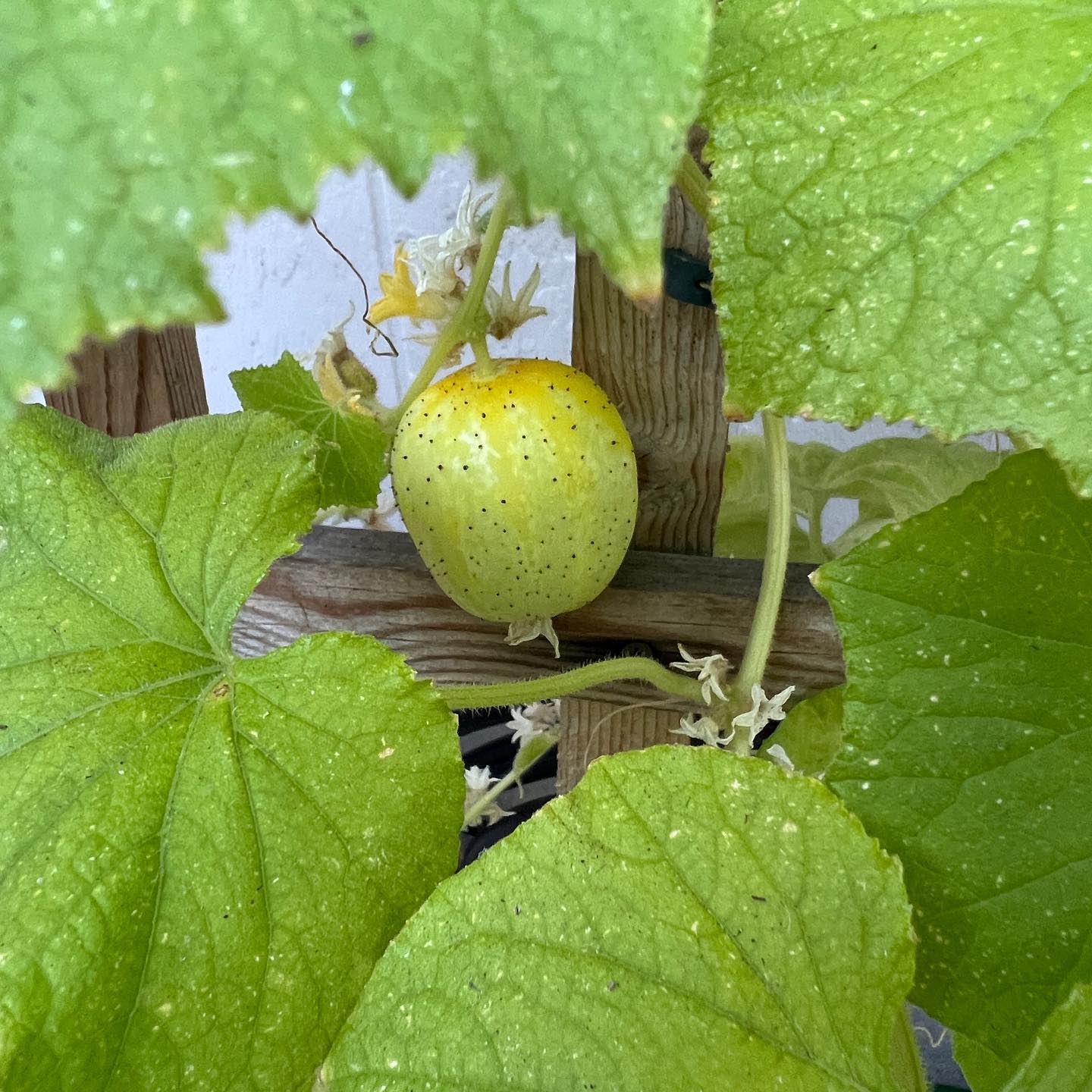 Crystal Lemon Cucumber Seeds | 20+ | Non GMO | Sweet Taste
