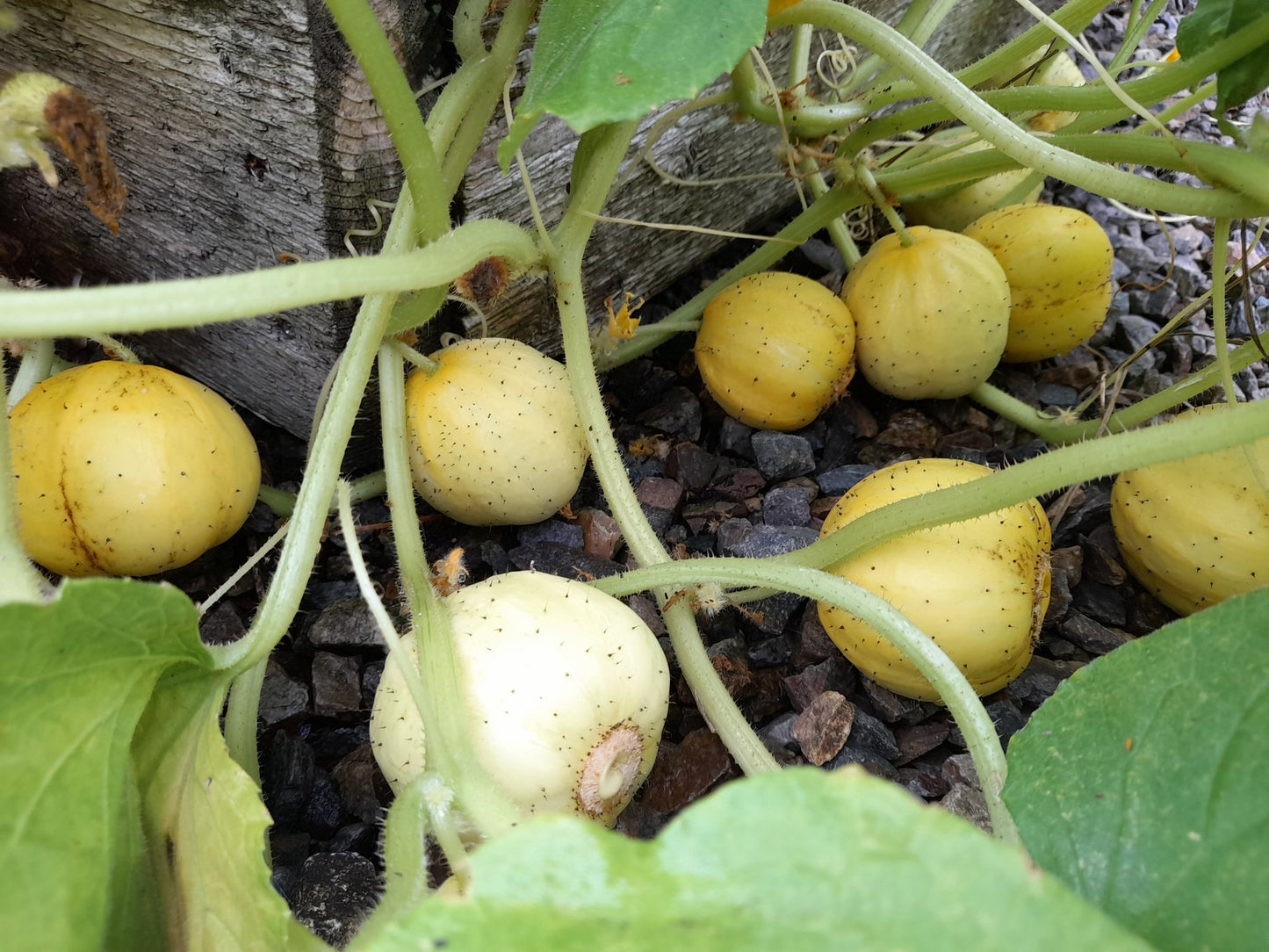 Crystal Lemon Cucumber Seeds | 20+ | Non GMO | Sweet Taste