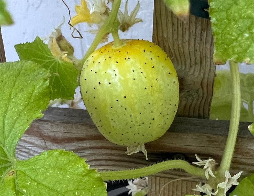Crystal Lemon Cucumber Seeds | 20+ | Non GMO | Sweet Taste