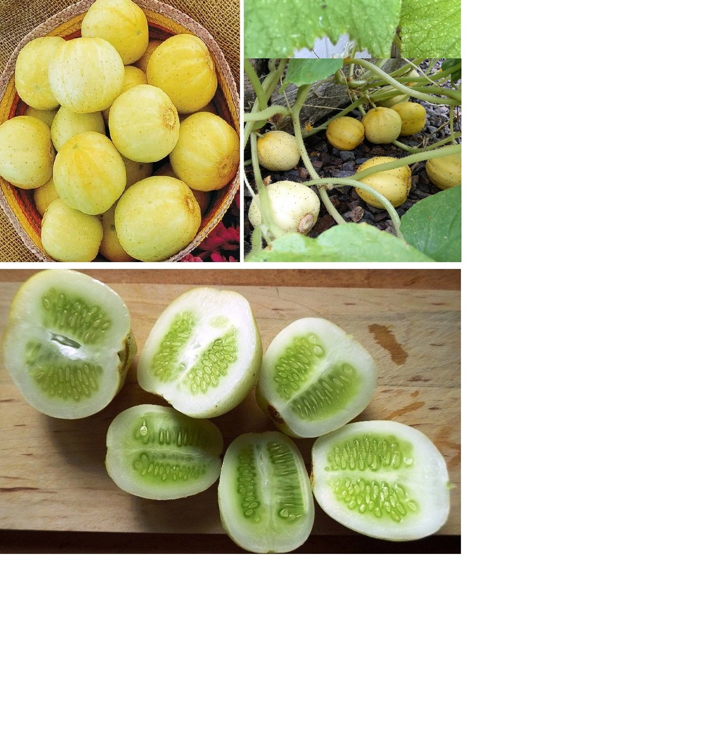 Crystal Lemon Cucumber Seeds | 20+ | Non GMO | Sweet Taste