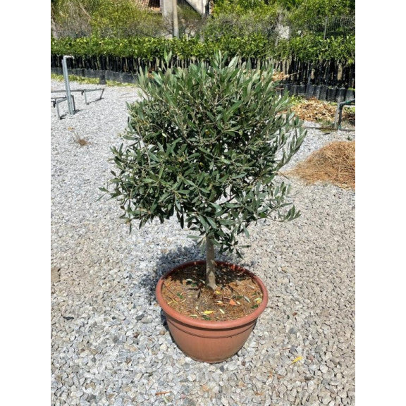 Cyprus Olive Tree | (Olea Europaea) | 25+ seeds | UK Hardy
