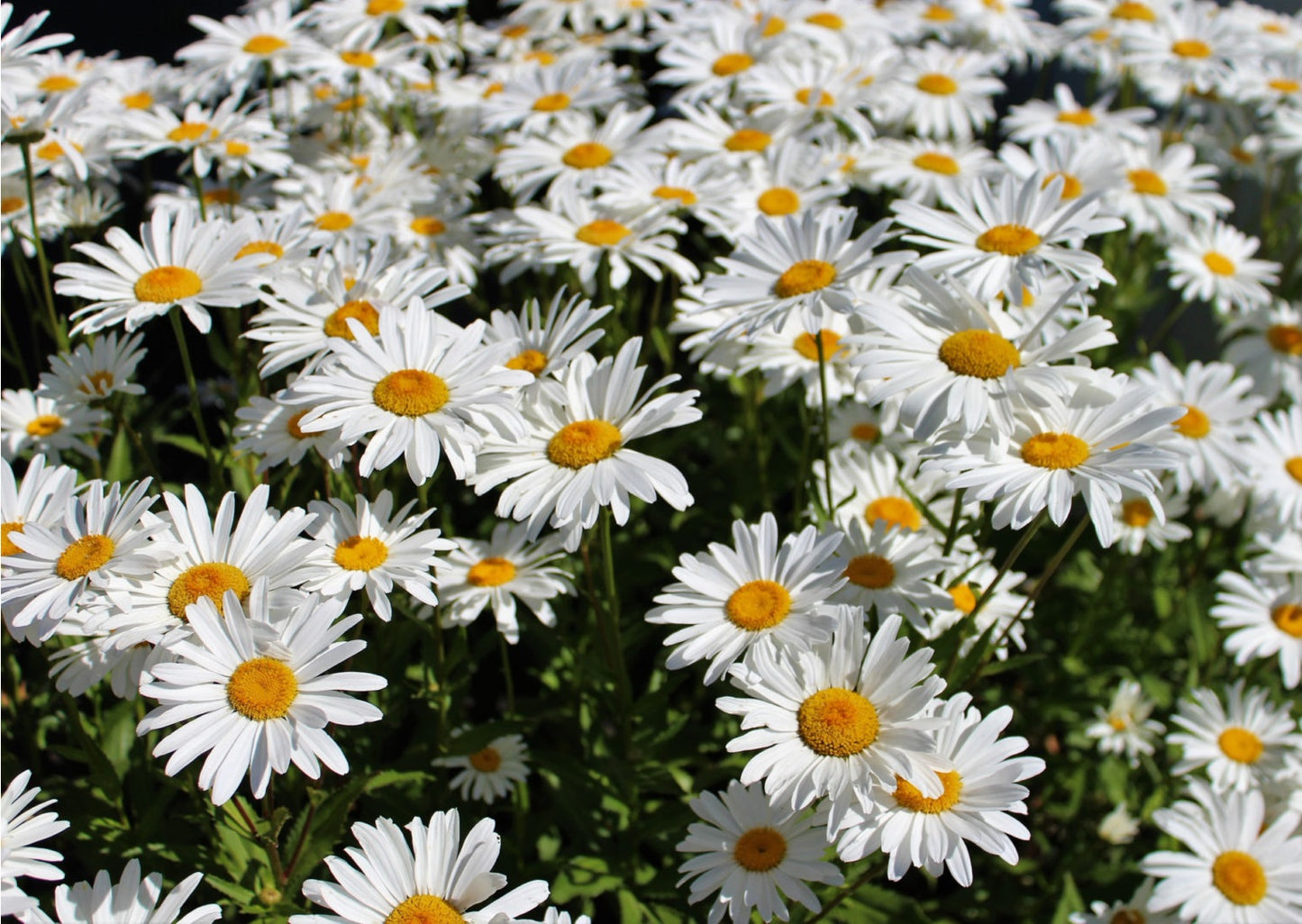 Common Lawn Daisy | Bellis Perennis | 500+ seeds | Native Wildflower